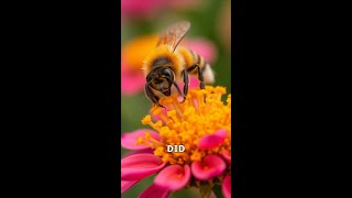 The Amazing Waggle Dance of Honey Bees [upl. by Acirema]