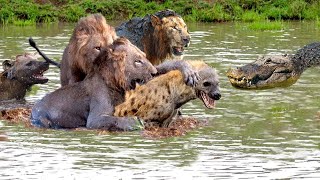 Hyena Confronts Crocodile Lion Whos the Hungry God When Animal Kings Compete [upl. by Ettenwahs]