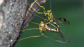 Giant Ichneumon Wasp Injecting an Egg [upl. by Elockin]