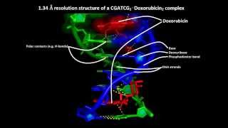 How anticancer drugs work – Molecular mechanism of action of doxorubicin or adriamycin [upl. by Stamata]