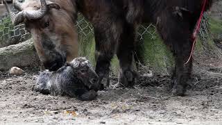 Newborn Sichuan takin [upl. by Keene495]