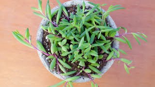 Planting Othonna Capensis quot Ruby Necklacequot [upl. by Everick724]