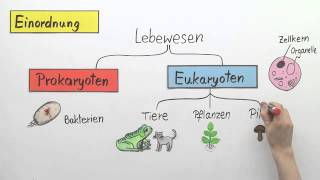 Die Hefe  Biologie  Zoologie [upl. by Tergram]