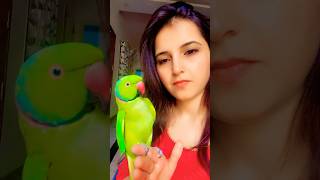 My beautiful talkative parrot Zoomiviralvideo [upl. by Adev]