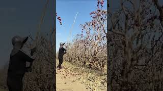 Process of harvesting jujubes [upl. by Auohc778]