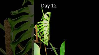 Monstera Deliciosa HUGE Leaf Time Lapse [upl. by Eelarac]