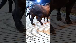 Mighty 1200 kg bull returns to the barn after a display session [upl. by Sachi183]