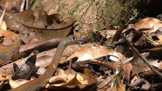 YellowFaced Whip Snake Australia 4k UHD [upl. by Hamian735]