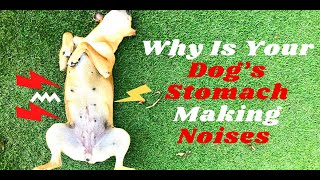 Why is My Dog Stomach Making Noises 2021  Dog Health [upl. by Pfosi422]