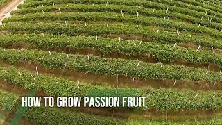 How to grow PASSION FRUIT [upl. by Ravahs]