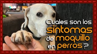 Moquillo en perros ¡No te pierdas esta guía completa para identificar los síntomas y actuar [upl. by Croom774]