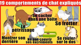 Les 19 comportements les plus étranges des chats expliqués  Incroyablement Top [upl. by Shippee960]