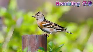 Brambling 花雀 [upl. by Letnahc163]