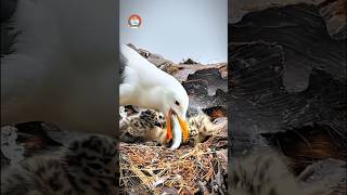 Bird life nature birds animal wildlife intresting mother chicks feeding youtube shorts [upl. by Nirat]