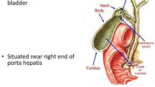 Extrahepatic Biliary Apparatus [upl. by Ycnalc]