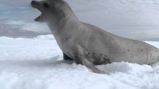 Crabeater seals playing on the sea ice Antarctic peninsula wwwjonathanzaccariacom [upl. by Eetak87]