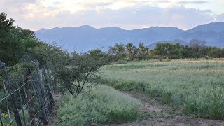 Water Tank in the Chiricahua Mountains in south east Arizona along the creek Lions Bears amp more [upl. by Novyat]