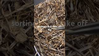 How To Save and Sort Marigold Seeds  Close Up of Seed Saving marigolds seedsaving [upl. by Petr]