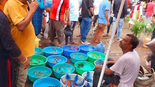 Recent aquarium fish price update  galiff street fish market  galiff street new video  19052024 [upl. by Valer]