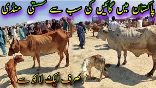 Pure Cholistani Sahiwal Cows Price In Pakistan  Dairy Cattle amp Farming  Madrassa Cattle Market [upl. by Nyrual]