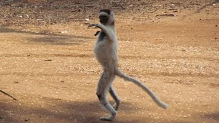 Dancing Lemurs Verreauxs Sifaka of Madagascar [upl. by Rhines774]