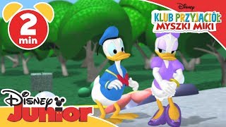 Klub przyjaciół Myszki Miki  Walentynkowy prezent dla Daisy Oglądaj w Disney Junior [upl. by Kirwin]