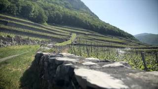 Swiss Wine  VAUD  WAADT [upl. by Ariay]