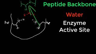 Protease Mechanisms [upl. by Lleznov686]