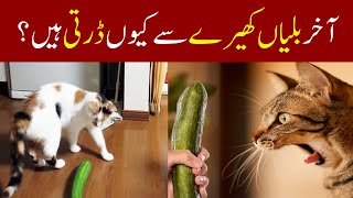 Why Do Cats Fear Cucumbers The Surprising Reason Behind Viral Reactions [upl. by Harikahs120]