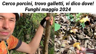 Cerco porcini trovo galletti vi dico dove  funghi maggio 2024 [upl. by Markowitz]