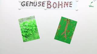 DIE GEMÜSEBOHNE  Biologie  Biologie der Pflanzen und Pilze Mittelstufe [upl. by Nahgeam]