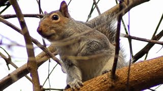 Squirrel Barking  Call Loud Sound [upl. by Abisha]