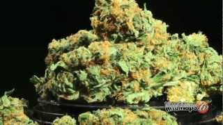 Know Your Cannabis Medicine What Are Terpenes [upl. by Ymrots517]