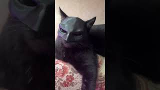 The batman kedi [upl. by Hallimaj]