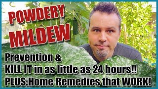 Prevent amp Treat Powdery Mildew and 4 Home Remedies that Work [upl. by Sneve820]