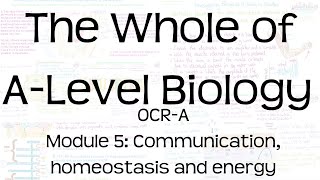 The Whole of OCR A ALevel Biology  Module 5 Communication homeostasis and energy  Revision [upl. by Edme519]