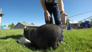 Video Response How to straighten a pigs tail How to curl a pigs tail Journey To Sustainability [upl. by Cooperman185]