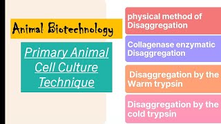 primary animal cell culture  Disaggregation of animal tissue by enzymatic and physical method [upl. by Swihart]