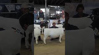 Difference between Dorper White Dorper and Merino Sheep at Bloemshow [upl. by Caldwell]