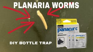 Omg planaria [upl. by Carline680]