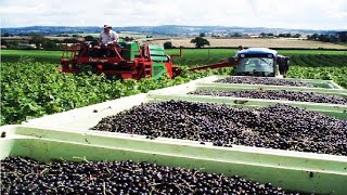 Awesome Black Fruit Cultivation  Blackcurrant Farming and Harvest  Blackcurrant processing [upl. by Walley]