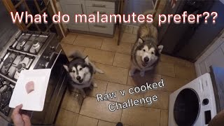 Raw food test  Alaskan malamute raw v cooked meat [upl. by Hpeosj]