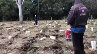 Little Valley Farm Christmas Tree planting [upl. by Hahsia563]