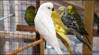 2 Hours of Budgies Singing Playing and Talking  Play For Your Budgie [upl. by Anrahc694]