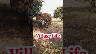 Witnessing the Wheat Harvest A Day in a Pakistani Village 🌱  Wheat Harvest in a Pakistani Village [upl. by Haraf]