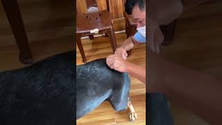 Parvovirus vaccine injection to Rotweiller breeddog short [upl. by Godfree177]