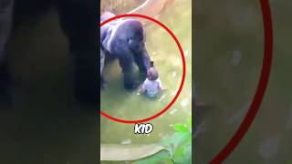 This Kid Fell into the Gorilla But Tragically🥺❤️ [upl. by Pleasant]