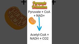 Pyruvate Oxidation biology shortsfeed biochemistry [upl. by Annoved124]