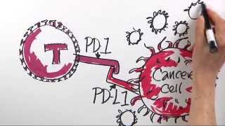 How is Immunotherapy Used to Fight Cancer  DanaFarber Cancer Institute  Science Illustrated [upl. by Eonak]