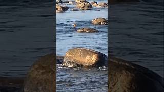 WATCH Merganser Swim The RAPIDS video wildlife duck river shorts [upl. by Lyns]